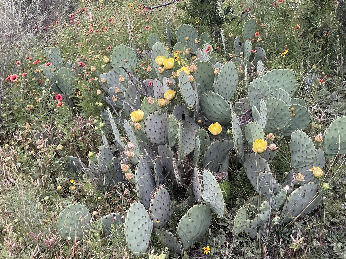 A little Texas cacti for your viewing.