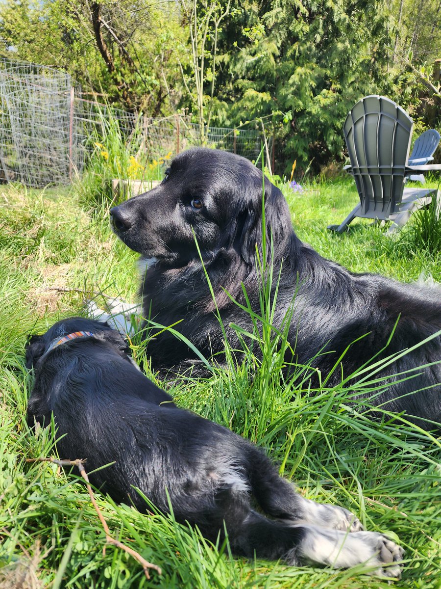 Toby and Scuppers enjoying a sunny spring afternoon in the garden.