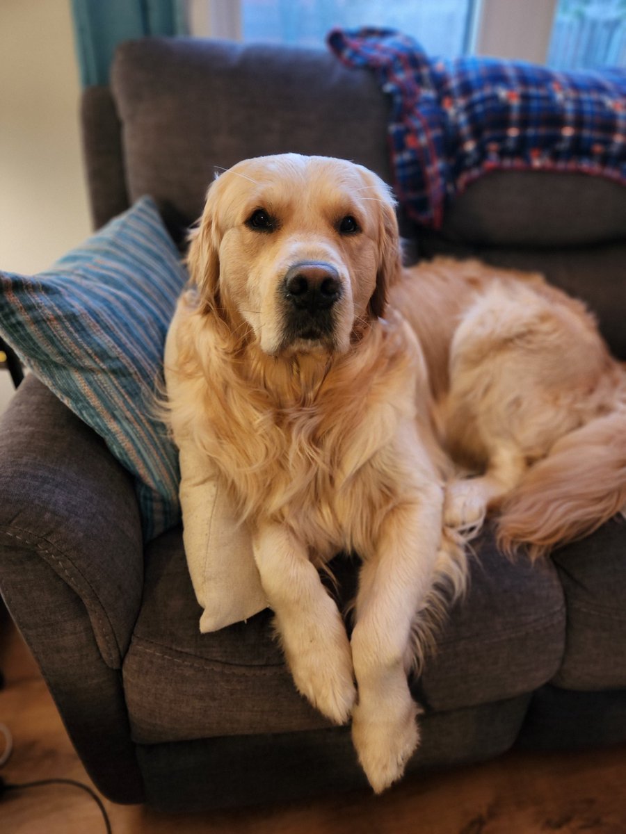 It's tough being this handsome 🤭 The camera is always in my face - Patrick ❤️ #GoldenRetrievers #goldenpatrick #handsomedude #dogsoftwitter