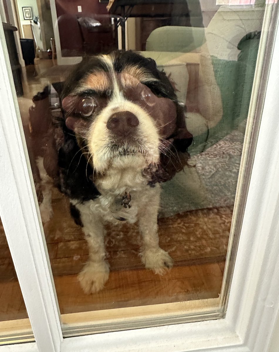 It’s been 2 seconds and you still haven’t opened this door…I’ve got a bark and I’m not afraid to use it! 😤🤣🐶

#dexter #cavpack #dogsofx #dogsoftwitter #impatient