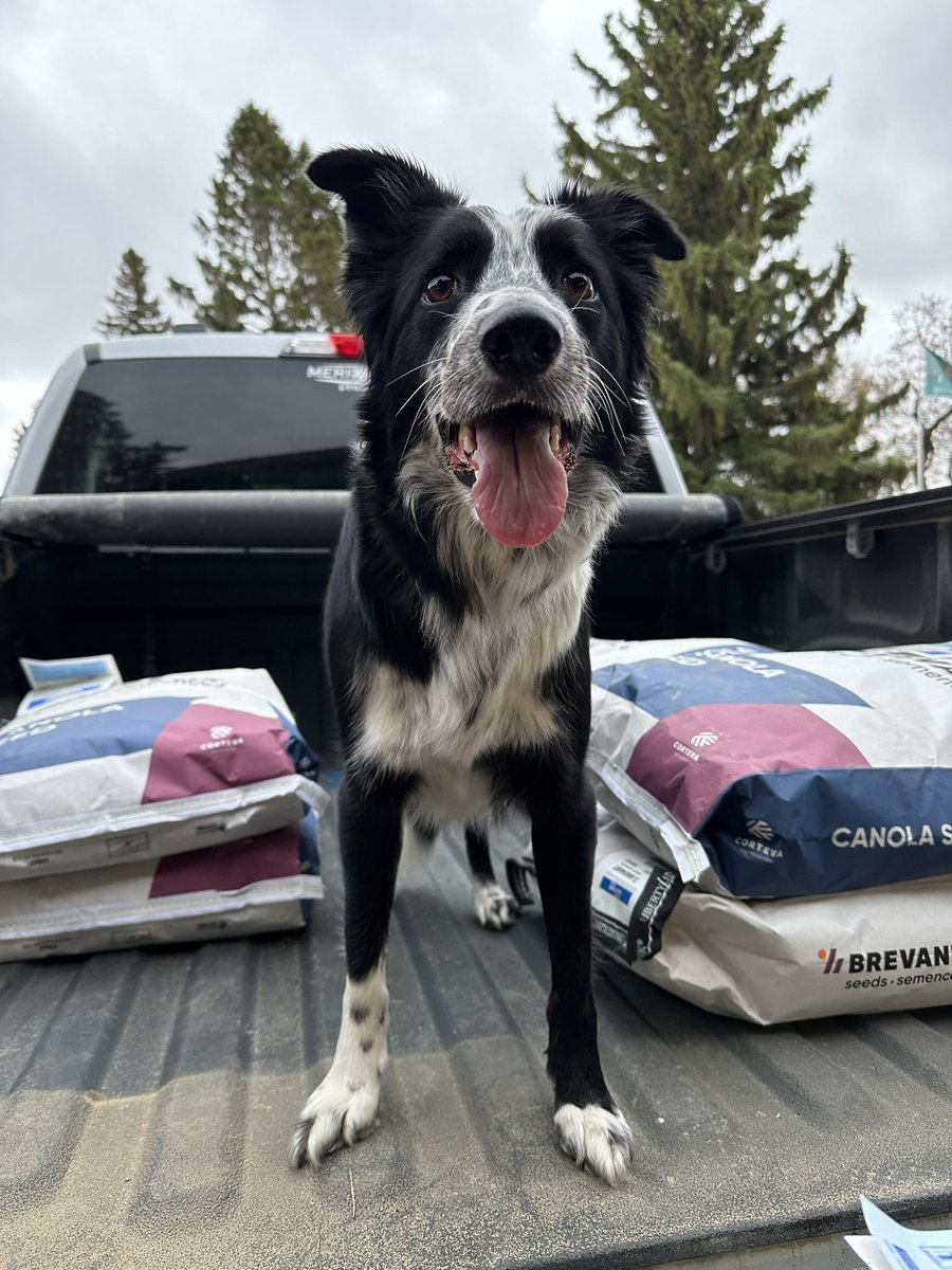 Ready for canola ☀️! #brevantseed #corteva #seeding2024