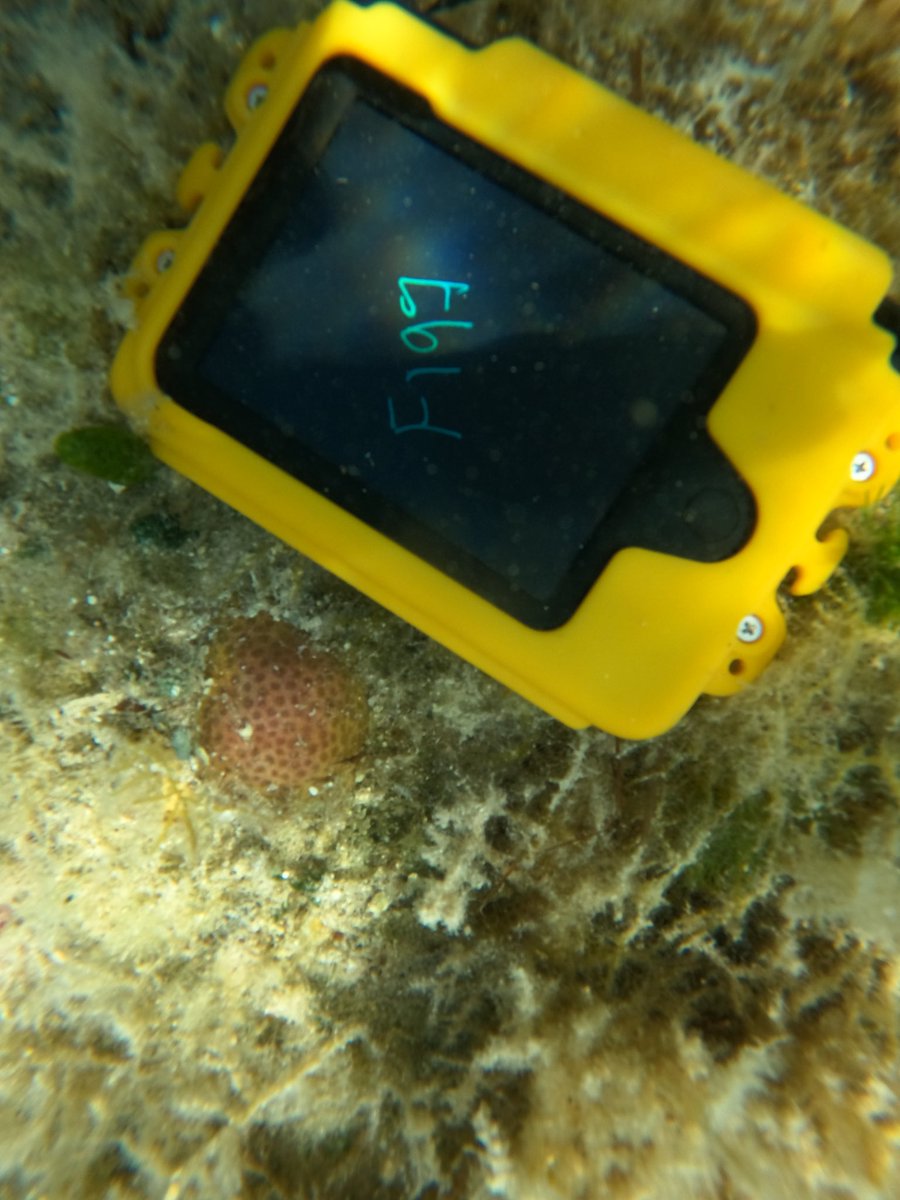 Day one of heatwave sampling #4 in the Florida Keys. Incredible to see seasonal changes in macrophyte density at the nearshore site! Microbiome sampling and we even saw an old friend, a sea star (Echinaster sp.) amongst the seagrass and algal beds!