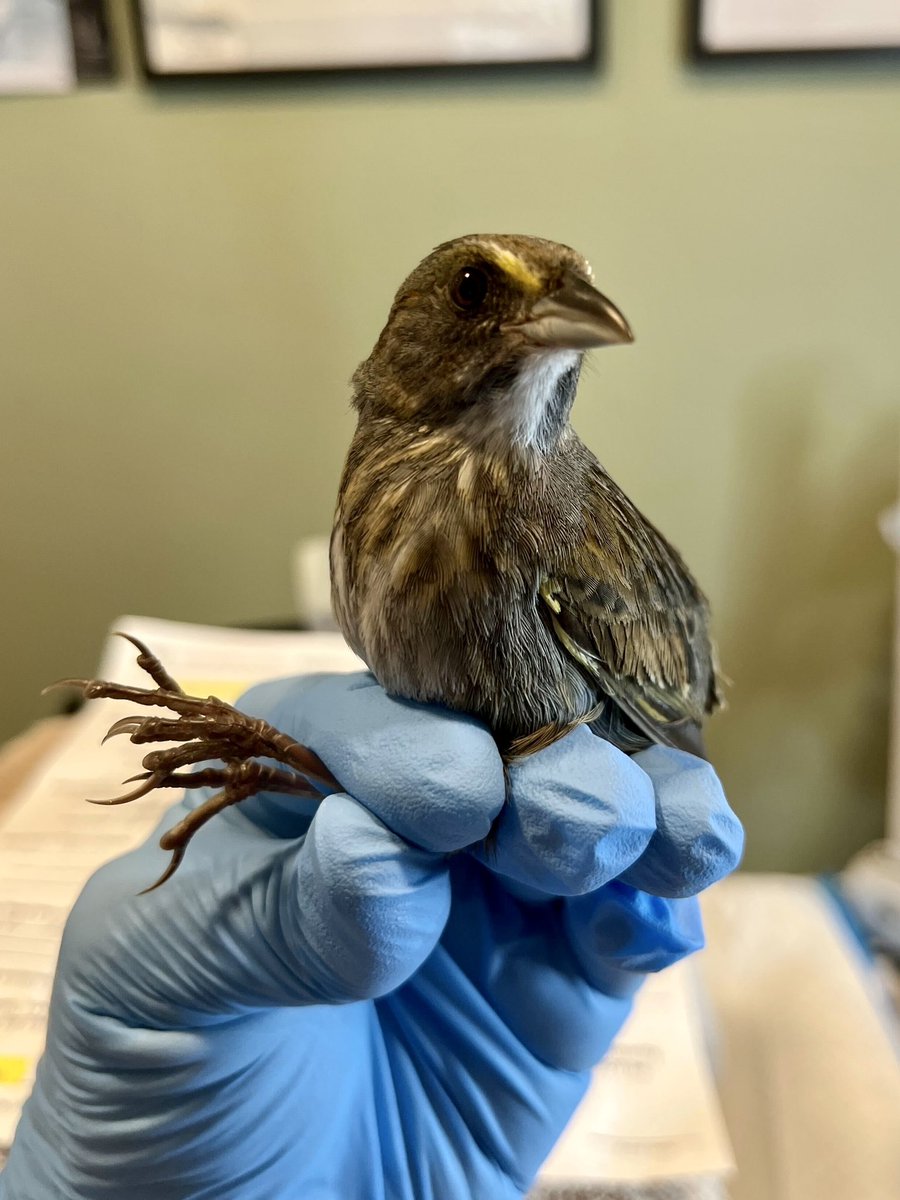 This is a bird most of us have never seen in the wild: a seaside sparrow. Unfortunately this one hit a window and has fairly severe neurological symptoms as a result. His prognosis is not good, but we’ll give this guy the best chance possible. 📷: Phyllis Tseng