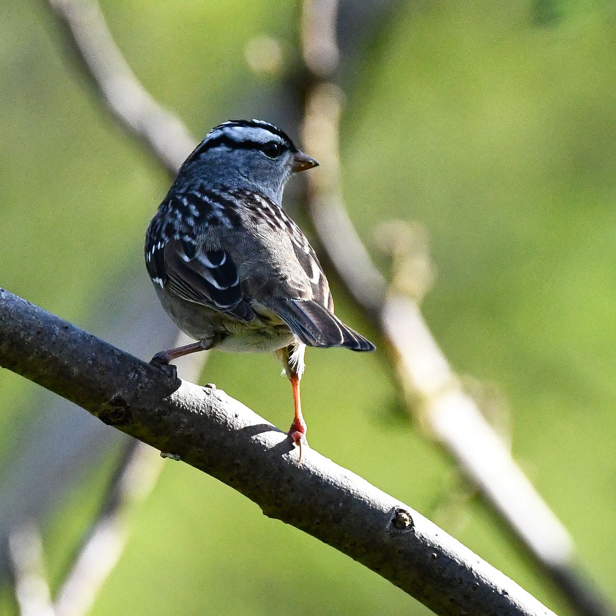 White-crowned Sparrow seen on the Marine Park Salt Marsh trail in Brooklyn today.