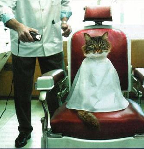 @AgathaChocolats #sixwordstory #WritingCommmunity
When the BARBER needs nine lives.


This reminds me of @seananmcguire's Thomas.