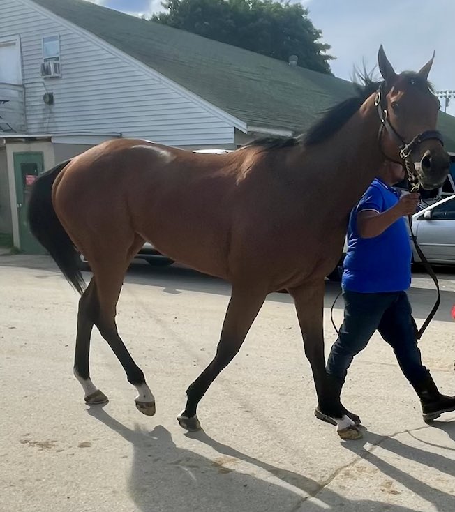 Michelle Panebianco (@crawfordmom1) on Twitter photo Welcome to the broodmare band In Color๐ฅฐso happy to have this stunning mare to breed to Shancelot๐ <a href="/CrawfordFarmsUS/">Crawford Farms Racing</a> Welcome to the broodmare band In Color๐ฅฐso happy to have this stunning mare to breed to Shancelot๐ <a href="/CrawfordFarmsUS/">Crawford Farms Racing</a>