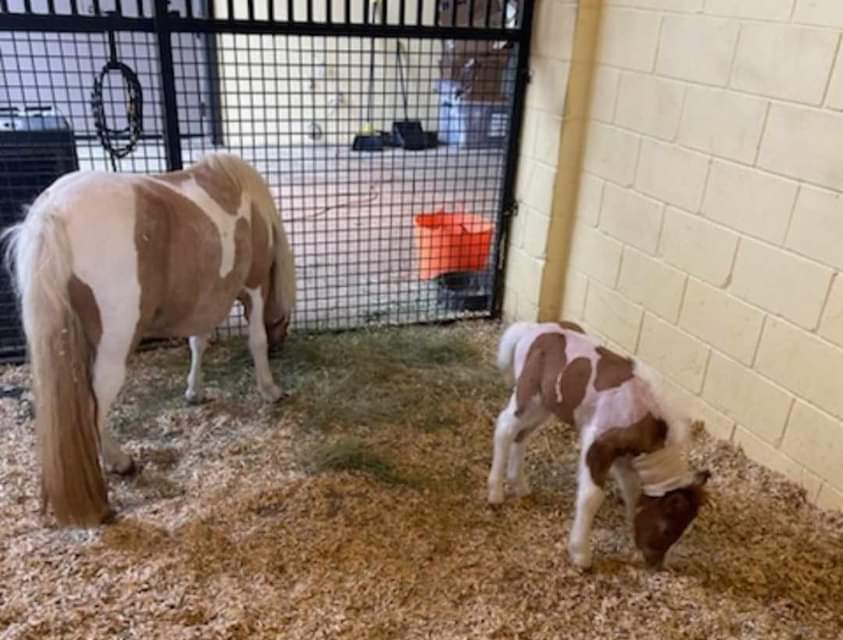 🍀🍀 EVENING UPDATE on LILY 🍀🍀 With the weather much cooler this evening, Lily and momma are in an outside stall! This is a big deal and a good thing. Fresh air and a cool breeze is just what the Dr. ordered, literally. Medically, Lily's heart rate is staying at 100 to 120 when…