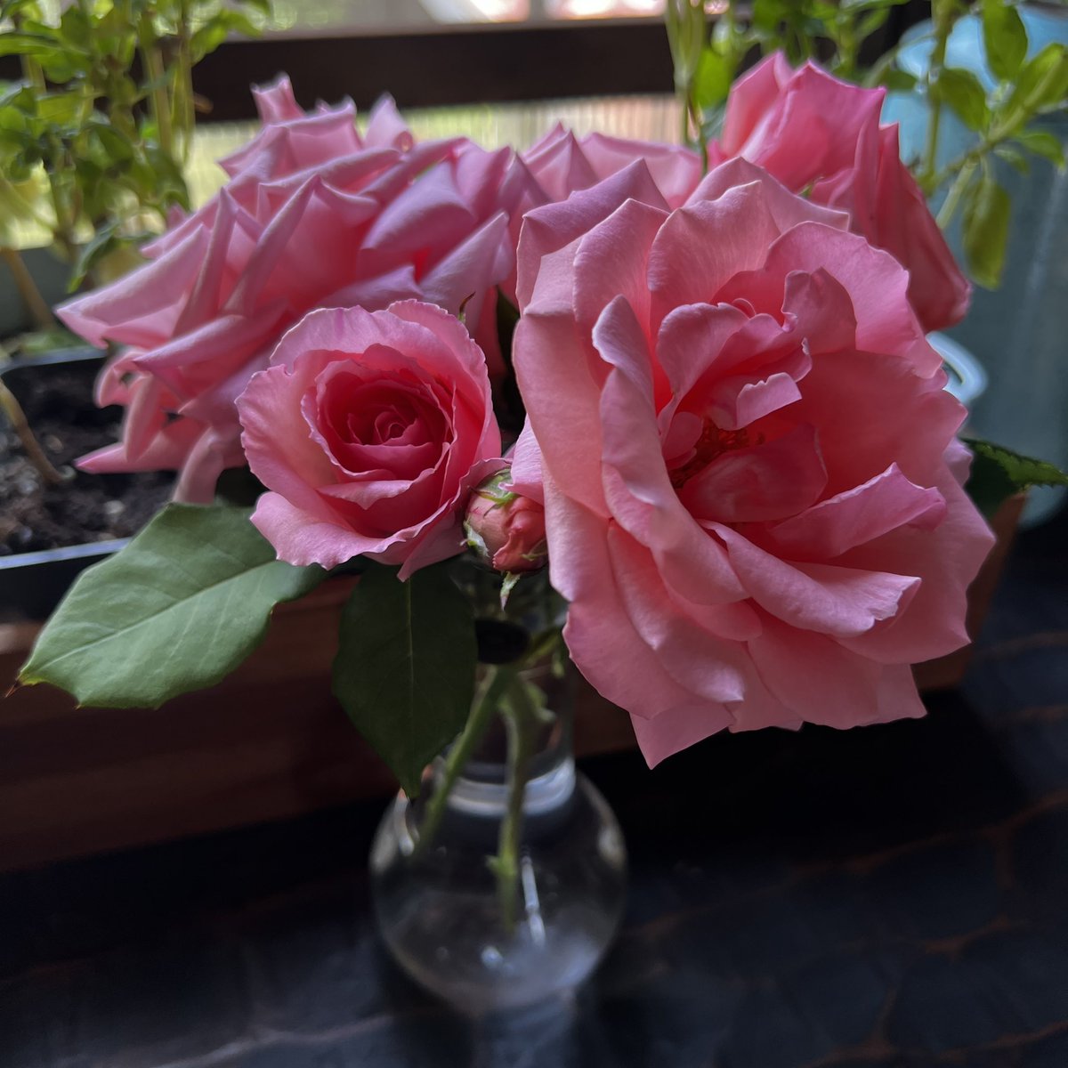 今日の我が家の愛子さま🌹
蕾がどんどん咲いて綺麗です
切り花の方も元気😀
#プリンセスアイコ
#バラ