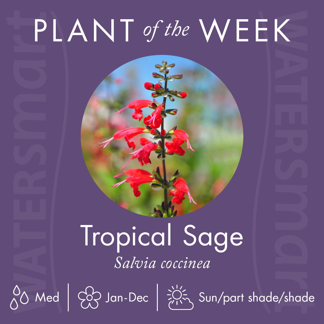 Dry soil and full sun? Not a problem for Tropical Sage! In the right spot, this plant will thrive with very little care or attention. Drought tolerant and loved by hummingbirds, learn more about this #WaterSmart plant here: bit.ly/4aIVqhP #TexasNative #DroughtTolerant