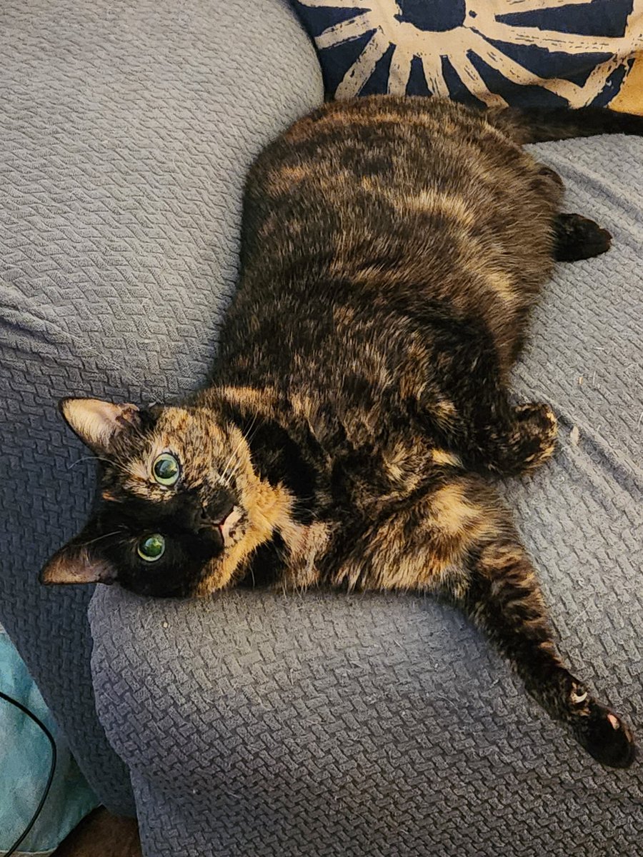 Molly stole my chair. It's OK, she can have it. #CrazyCatLady #CatsOfTwitter #Tortitude