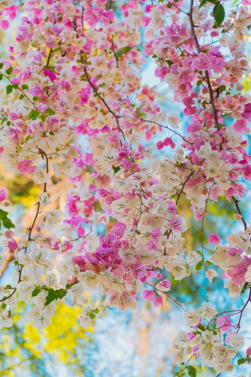 Beautiful flowers.🌸🌿
#Goodmorning #HappyFriday
#NaturePhotography