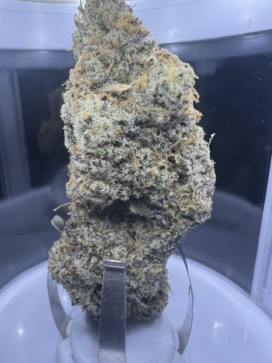 🌱 Spring vibes are in full bloom with our latest arrivals! Introducing the freshest cannabis strains for Spring 2024. Explore the flavours of the season and discover your new favourites today! #CannabisCommunity #NewArrivals #Spring2024 🌿