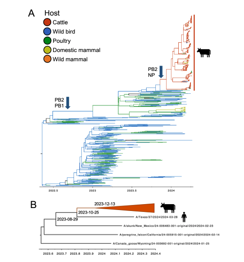 Great to see the analysis by the USDA and folks involved in the cattle outbreaks. Genomic analysis and epidemiological investigation showed a reassortment event in wild bird populations preceded a single wild bird-to-cattle transmission episode.
👉biorxiv.org/content/10.110…