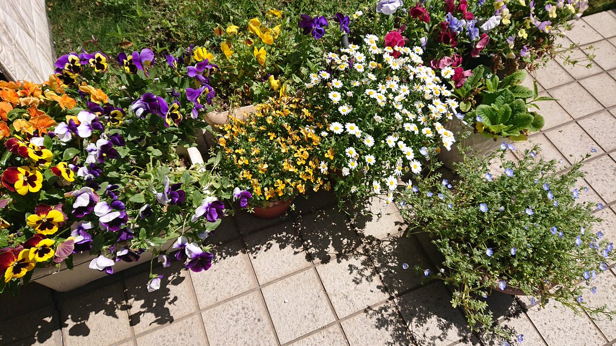 【我が家のお庭🌿🍀🌺】
毎年ゴールデンウィークの頃には咲き終わりを迎えるパンジーやビオラ、ジュリアン、スノーボールたち🌼最後のあがきで咲き乱れるようにパワー全開⤴️
私も最後のあがきしなくっゃ😆 
負けてられぬ(笑)

＃庭  ＃パンジー  ＃ビオラ  ＃ゴールデンウィーク  ＃最後のあがき