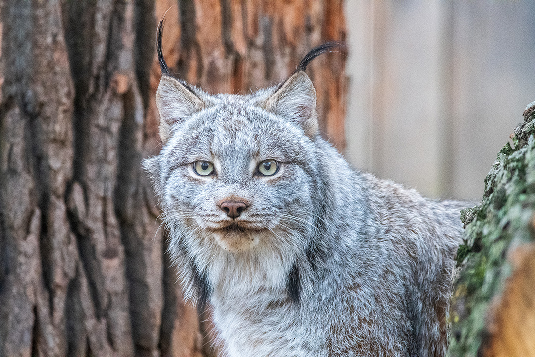 Welcoming two new and furry friends! 🎉 @potterparkzoo has announced the arrival of two new residents—four-year-old Canadian lynx brothers Ragnar and Rollo. Hailing from the @PghZoo the pair is settling into their new #Habitat! Learn more in Connect: bit.ly/3XGE92i