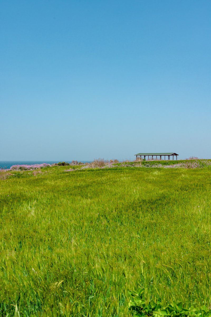 Among Jeju’s captivating landscapes, the green barley fields of Gapado Island stand out as a must-see destination. Cycle or stroll on the Olle trail, pausing at scenic spots to capture the views and enjoy refreshing treats. 🌾 📸 @heute_epic #visitkorea #koreatravel #jeju