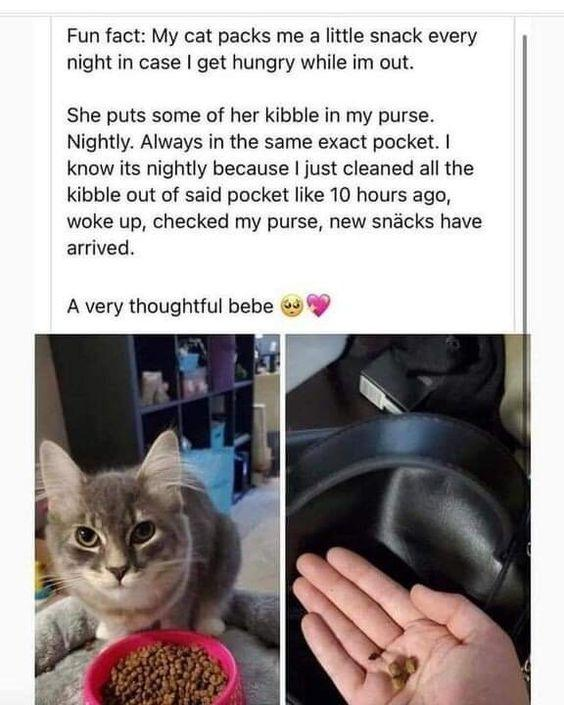I always repost this, because it's so sweet. It's not just the most important thing, but the *only* thing the cat has, and it wants to share. Also, the cat thinks you're too dumb to find your own food 🤣