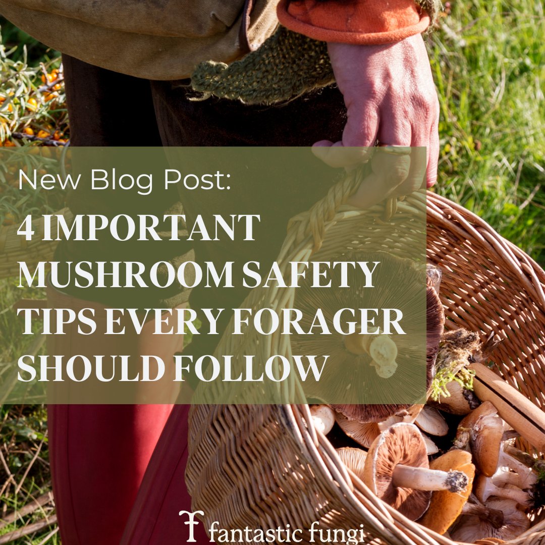 Mushroom foraging can be rewarding, but safety should always come first!  Learn 4 important tips in our latest blog post in the Fantastic Fungi Journal.
Stay safe while enjoying nature's bounty.🍄
fantasticfungi.com/blogs/news/4-i…