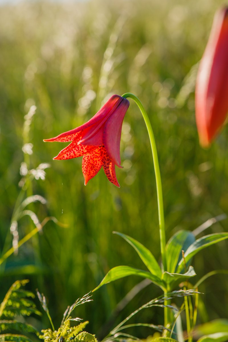 Check out the May 2024 First Friday Letter here....

issuu.com/wmcouncil/docs…