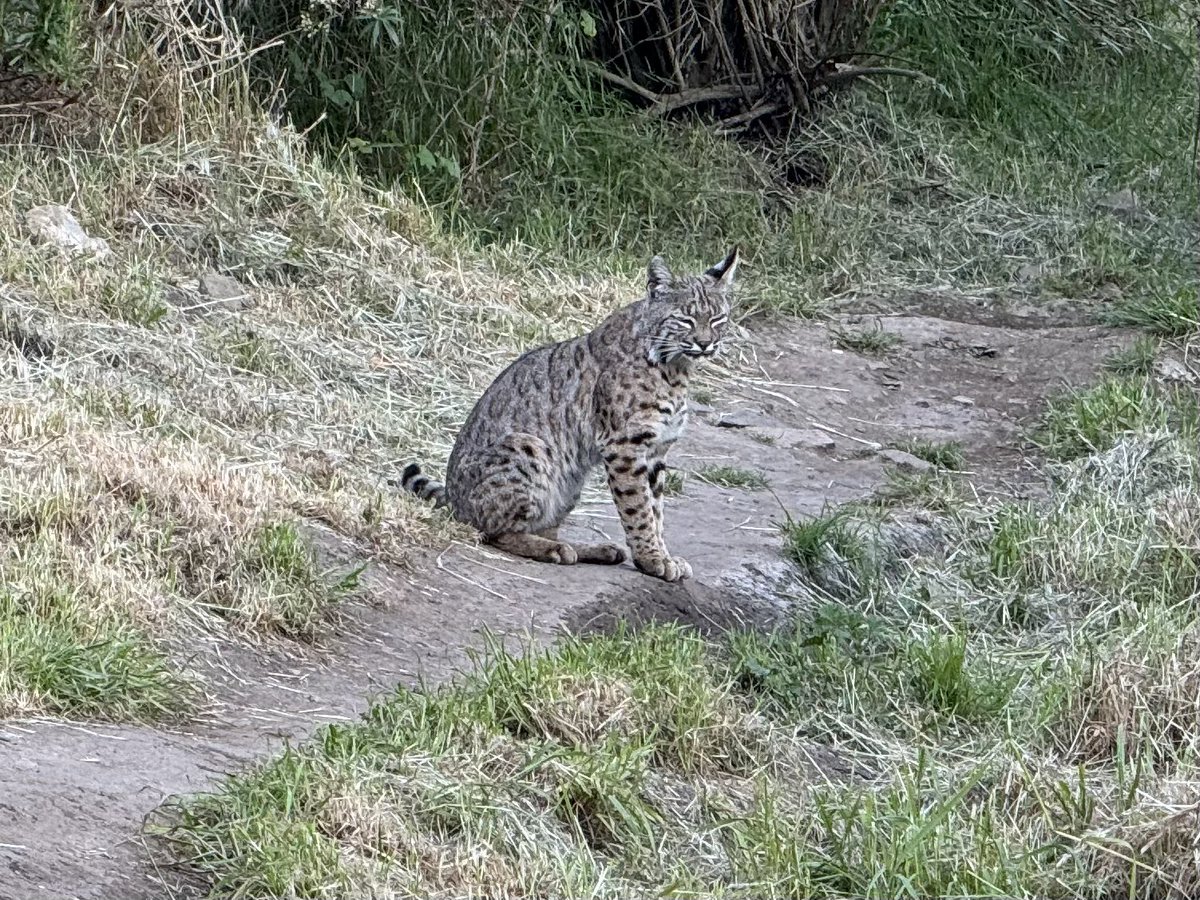 一只短尾猫(bobcat)从树林里冲出来拦在路上，然后干脆坐下来不走了。大概树林里有它的窝，不想让我过去。我改走另一条小径，它见我离开了，才又进了树林。真够大胆的。