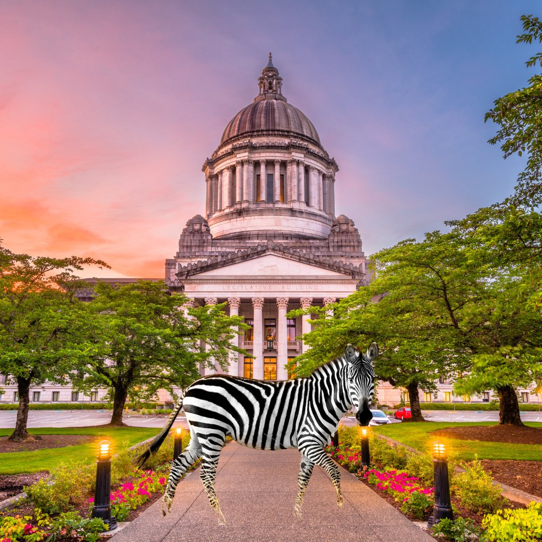 Zebra spotted at the Capitol this evening. He was urging legislators to #RestorePublicSafety, #ReturnAffordability, and #ReinstateAccountability in WA. #waleg