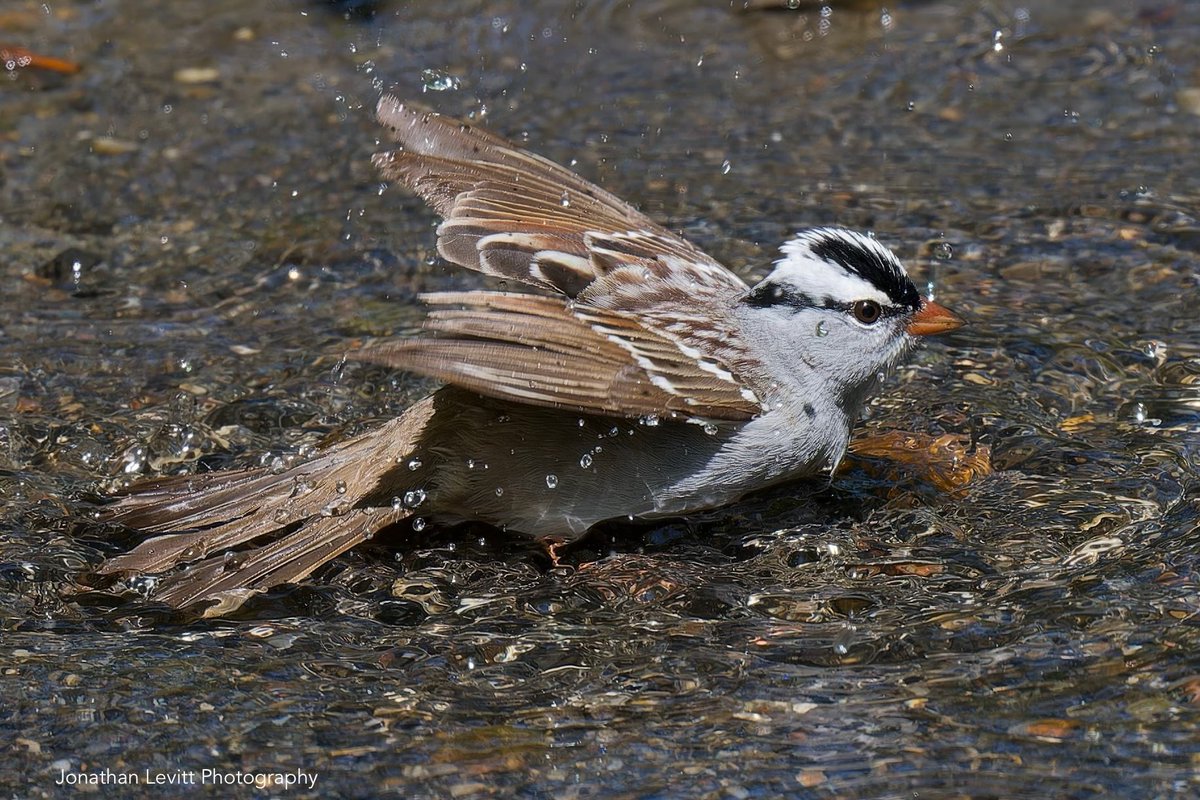 Today a White-crowned Sparrow chilled for a bit at bathing rock in Central Park. My Instagram is Jonathanlevittphotography #sparrow #sparrows #whitecrownedsparrow #sparrowsofinstagram #sparrowfest #thesparrowfest #tinybirds #centralparkbirds #forttryonflowerpower #birdcpp