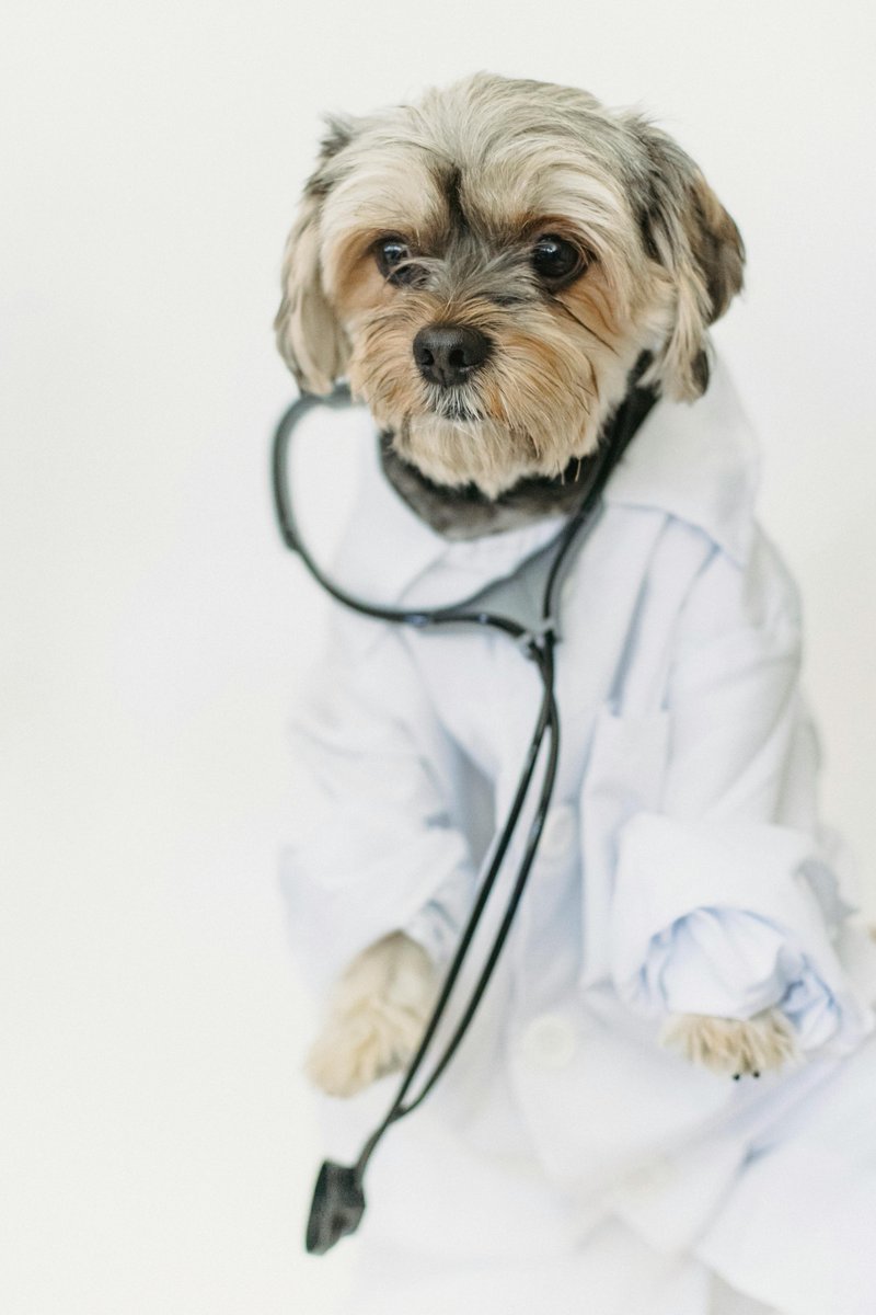 Regular veterinary check-ups are essential for keeping your dog healthy and detecting any potential issues early on. Schedule a wellness visit for your furry friend today! 

#PetHealth #VetCare #DogTips #PetCare #DogHealth   
#HealthyPets