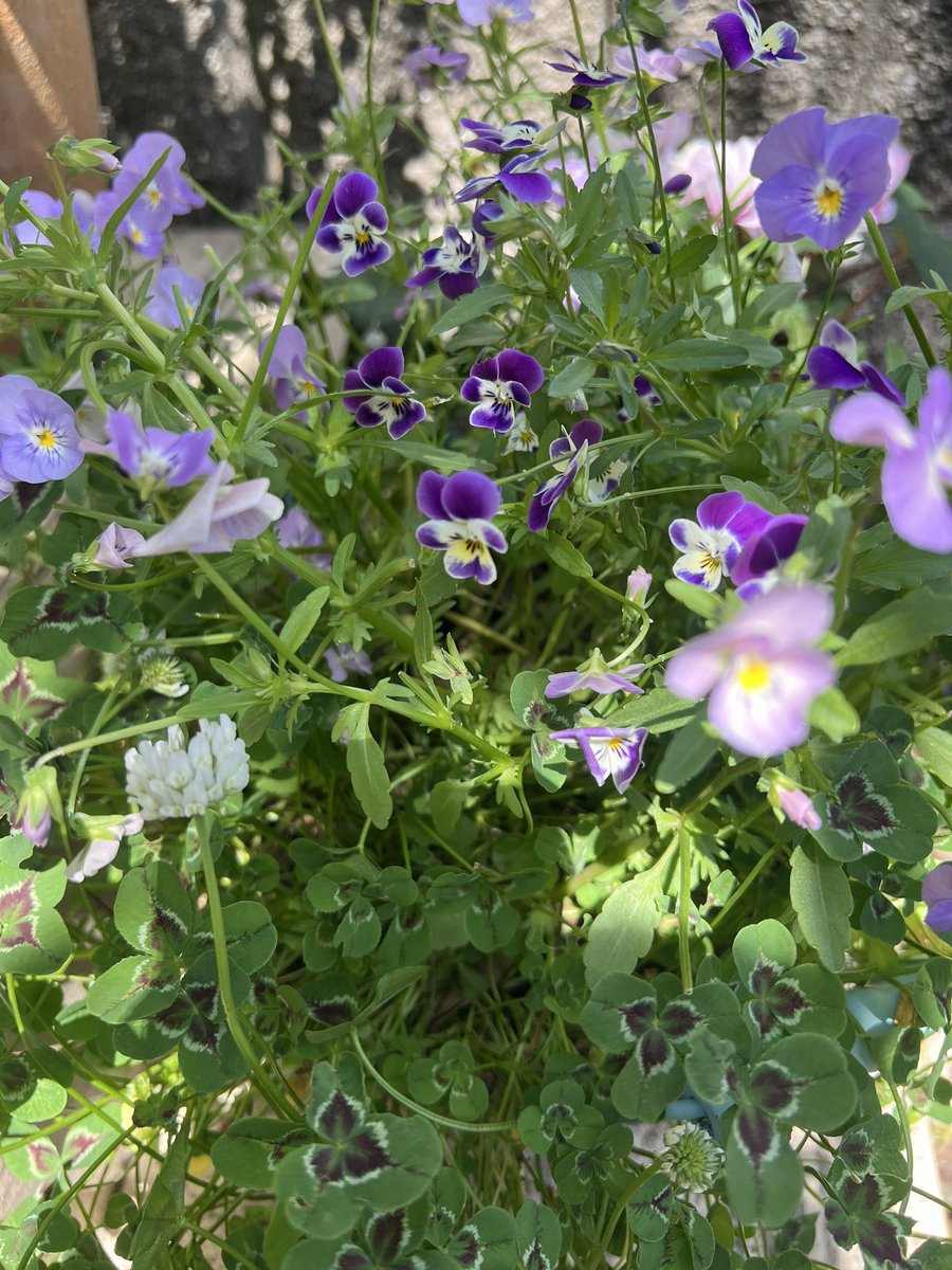 ビオラが徒長して雪崩れを起こす時期となり大幅に撤収、
切り花にしてプレスガラスの大鉢に。