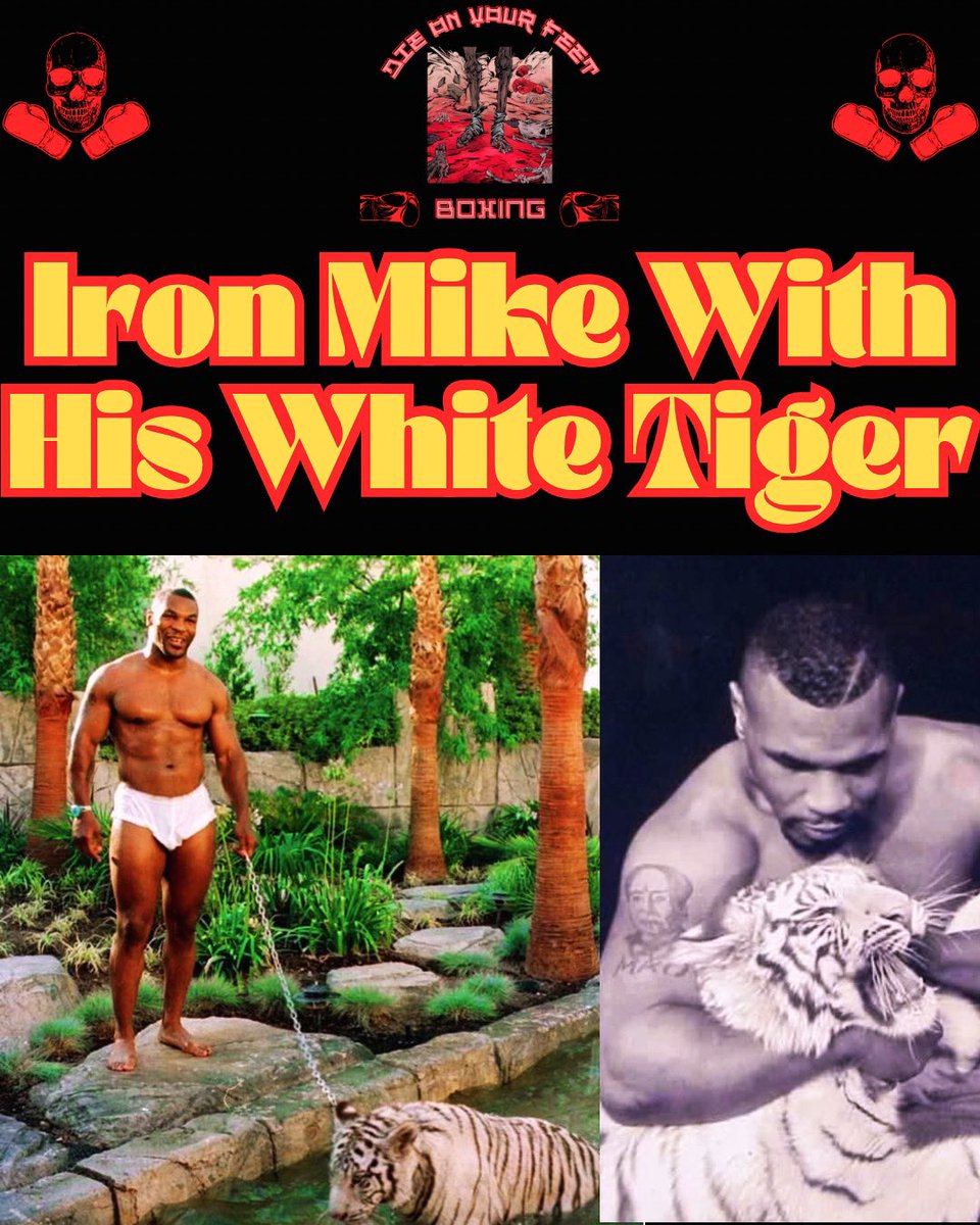 Mike Tyson With His White Tiger
Follow @die_on_yourfeet for the best in 🥊Boxing, 👊MMA,🦵Muay Thai, 🤼‍♀️Grappling, and all 🥋Combat Sports
#mma #boxing #boxinglife #boxeo #boxingvideos #knockouts #boxingday #ufc #fighter #fights #ko #boxinghype #boxingfans #knockout #boxingnews…