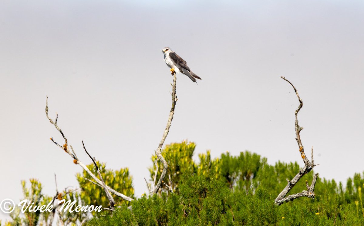 A pair of Black-winged kites perform aerial manoeuvres during courtship. The African race is similar to our Asian one with a black wing patch, ruby red eyes & a breathtaking hover flight. The courtship flight is more like a butterfly though! Hover, flap, turn, hover! @IndiAves