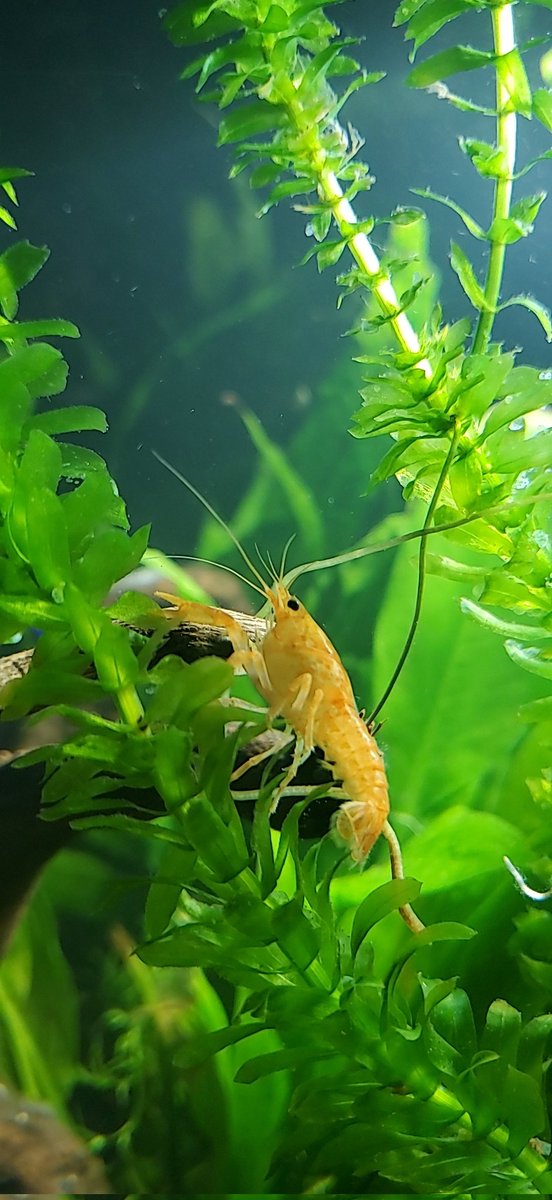 TB to my Orange Dwarf Crayfish. You were a real one. RIP I MISS YOU