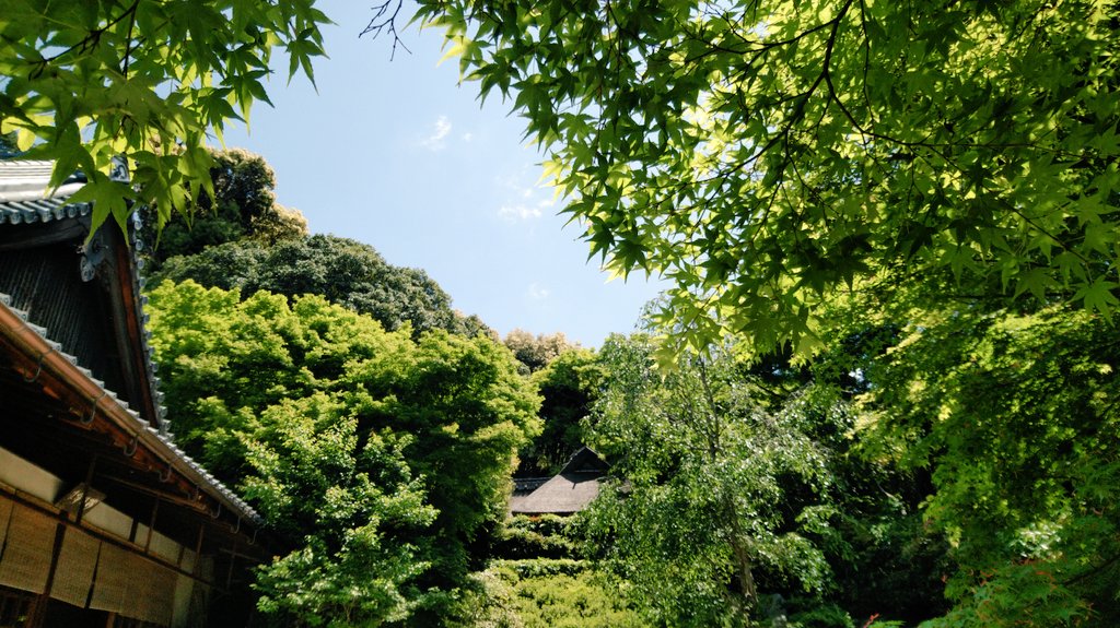 本日は快晴ですね☀️
芭蕉庵から蕪村の墓へ行く途中に、モチツツジが沢山咲いています。
薄桃色の花です。
葉がネバネバしているのが特徴です。そっと触ってみて下さい😊
#京都　#一乗寺　#金福寺　#芭蕉庵　#モチツツジ　#青モミジ
