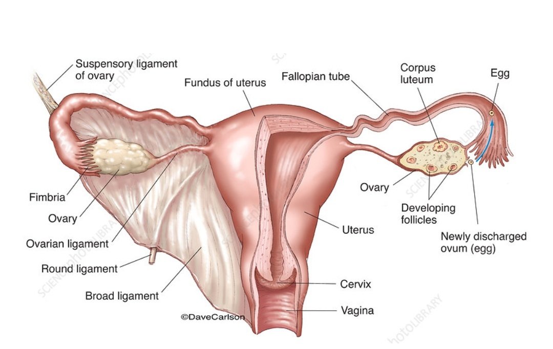 CrystalDentman's tweet photo. This is a uterus. 
It has functions just like other organs.
It often needs medical attention just like other organs. 
Who gets to decide which organs get medical attention?
The person with the organ and their doctor.
#MyUterusMyChoice https://t.co/hzEFqcgFrG