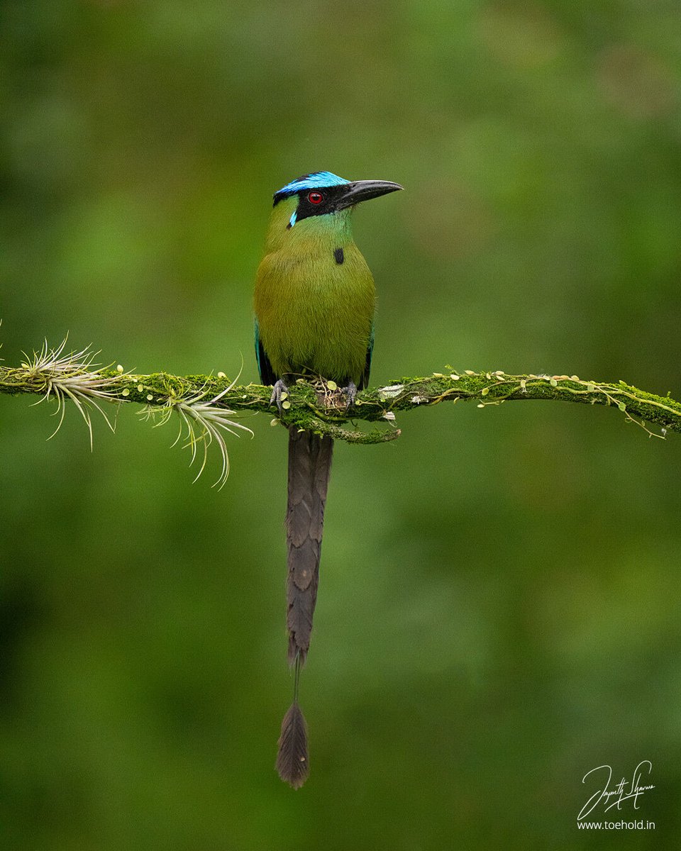 Andean Motmot - #Colombia 
#ToeholdPhotoTravel #BirdPhotography