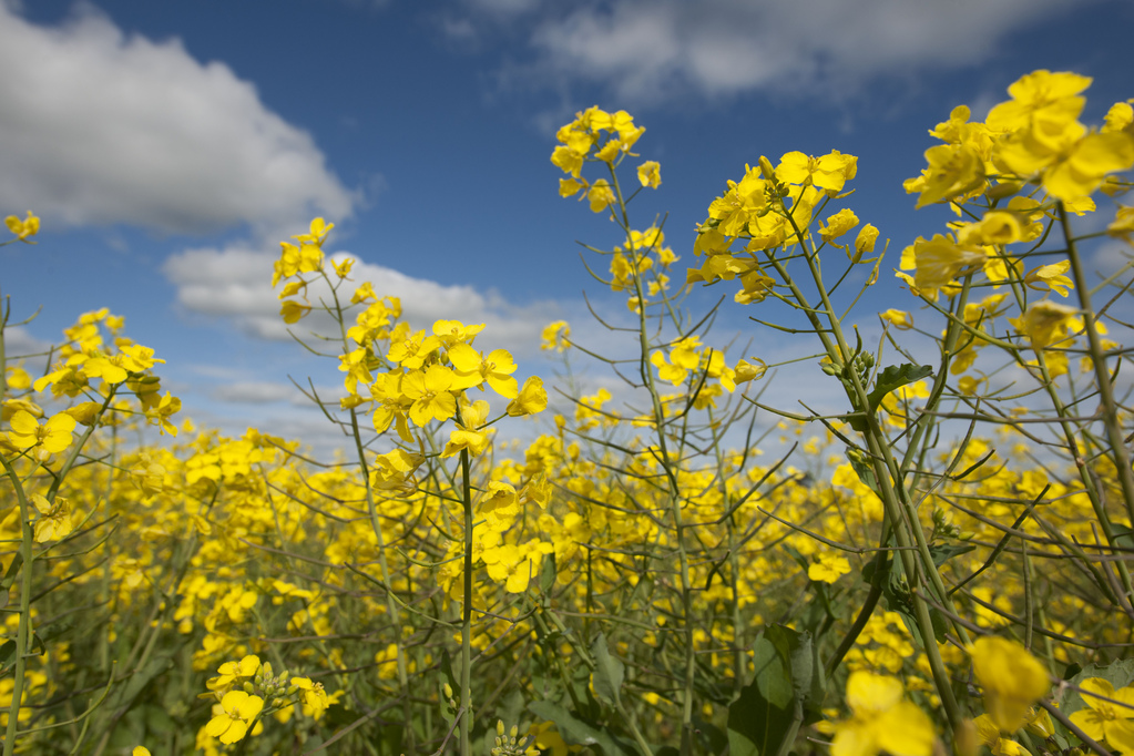 Seeking EOIs 🚀🌾

We're undertaking $20M of R&D co-investment to deliver a step change in genetic gain of Australian grain crops. EOIs in these areas sought by 31 July:

🌾 Utilising the B genome diversity in canola 
🌾 Breeder facing AI tools

More ▶️ bit.ly/49X18LX