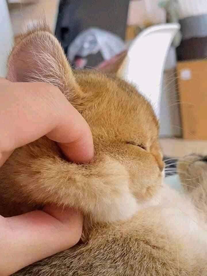 smol silly cat (@catsillyness) on Twitter photo 