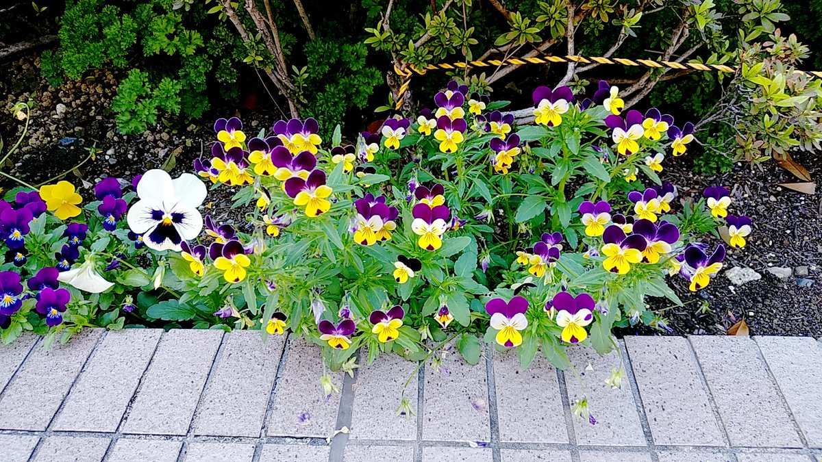 諸事情で活動自粛中。
パンジー・ビオラはまだまだ花盛り。とは言えども暑さに弱い花なので、早い個体は３月前から花をつけてたのは流石にしょげてきた。
超テキトーに種まきしたんだけど、つける花の色が固まってるのが面白いねえ🤔 #園芸