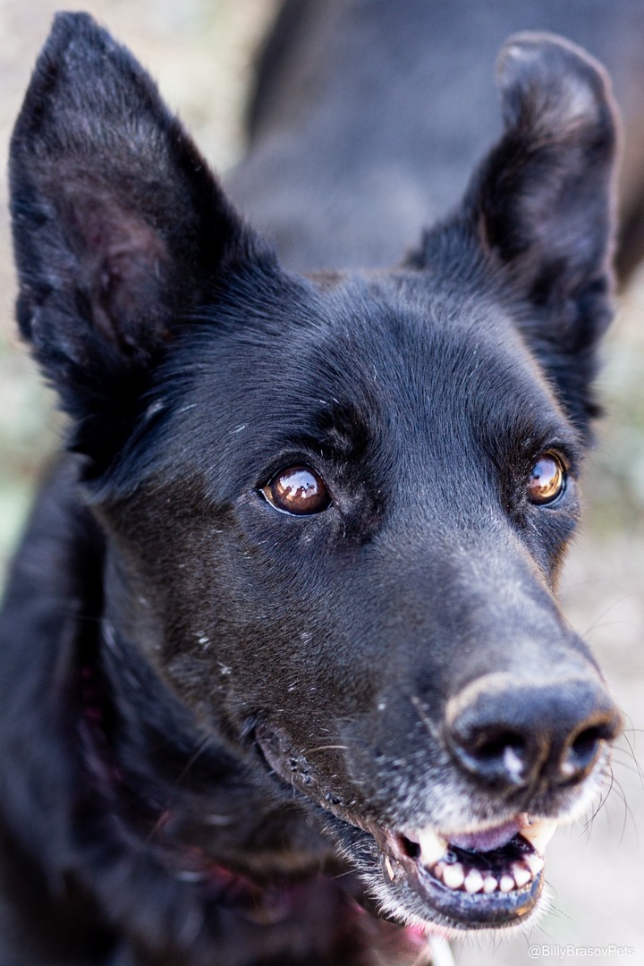 ¡¡¡ EN #ADOPCIÓN !!! #VALENCIA BLACKY, macho de unos 5 años y medio. Muy buen carácter, aunque un poco reactivo con otros machos. Ya esterilizado. Un auténtico guapetón que busca familia. 😍🤩 WhatsApp: ☎️ 644 78 11 88