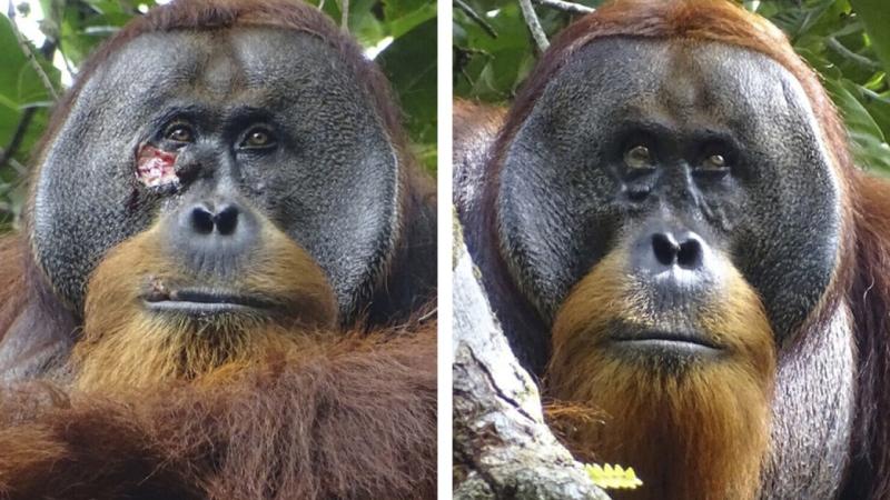 🔴 Bilim insanları, bir orangutanın yarasını tedavi etmek için şifalı bir bitki kullandığını ortaya çıkardı.
