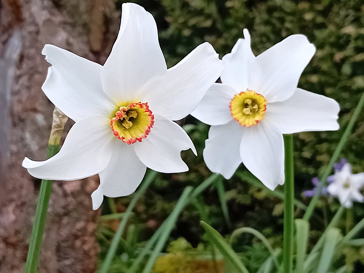 Good morning gardening Tweeps. The pheasant's eye daffodils are always the last to flower