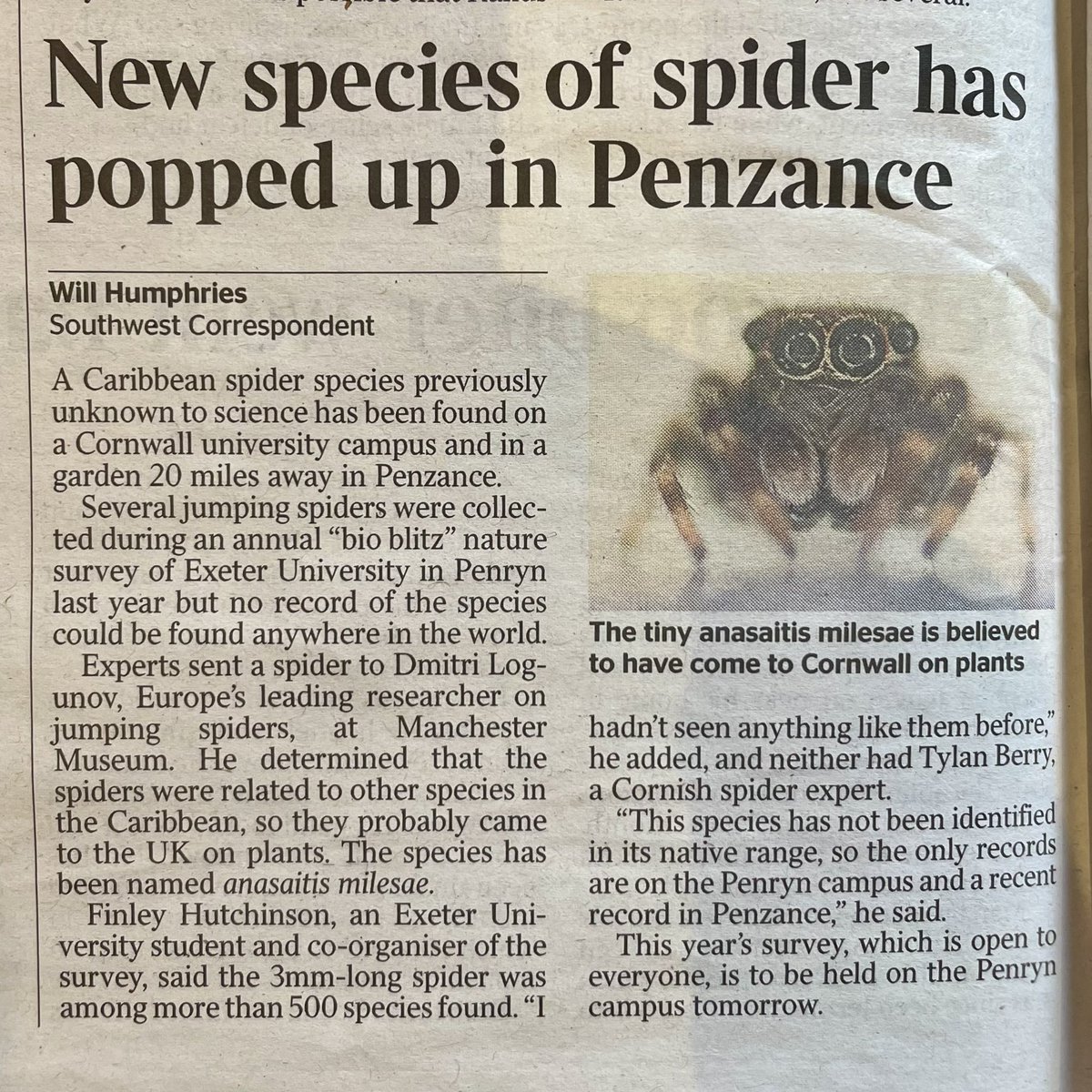 Oh goodness…❗️
The jumping #Penzance #spider 😮‍💨 🕷️ 

via @thetimes