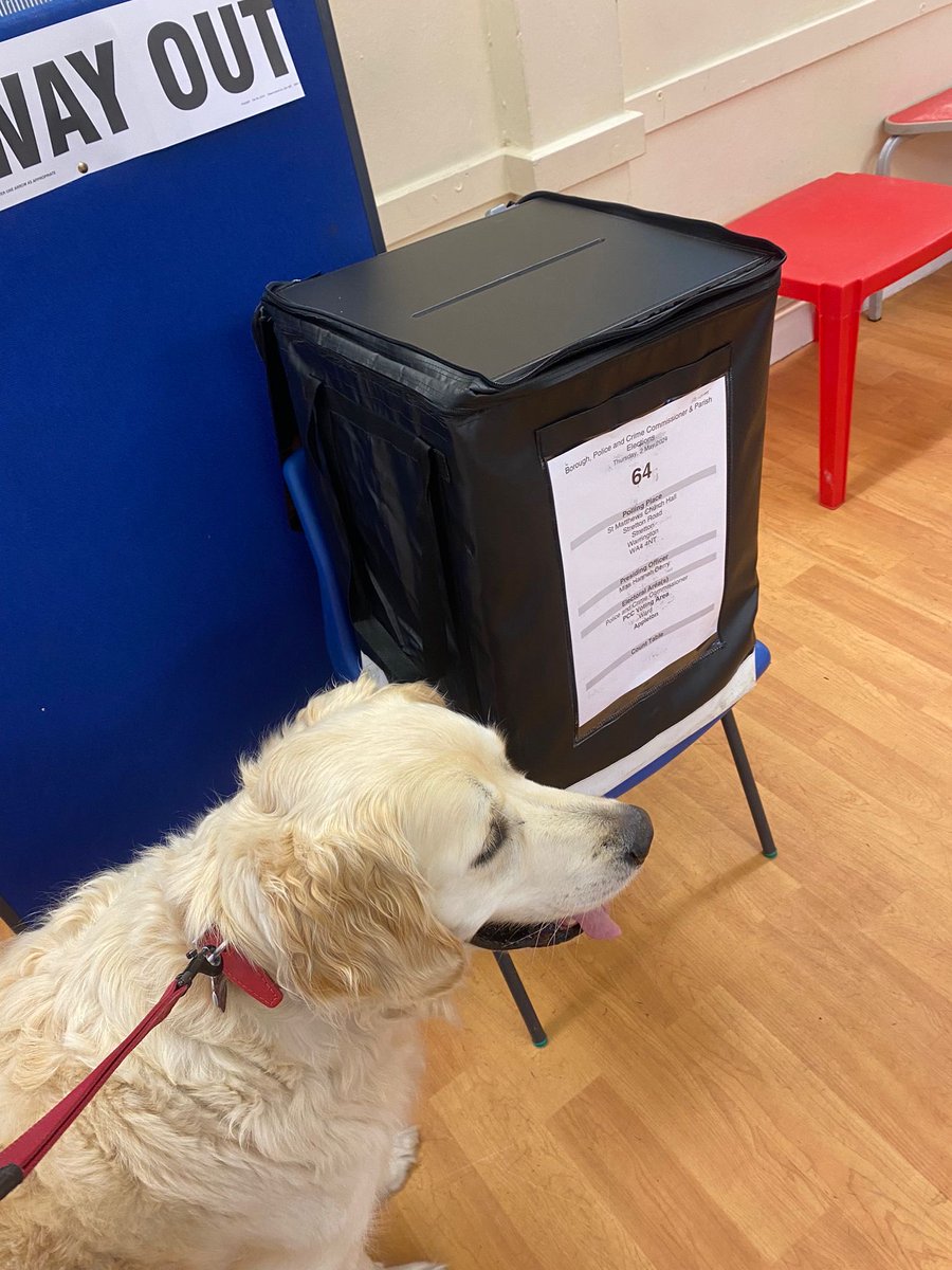 Busby votes on his evening walk #dogsatpollingstations