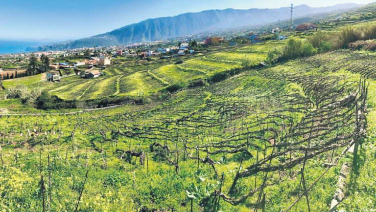 El municipio de @LaOrotava ha sido distinguido en los Premios Enogastroturismo de @enoturismoull, el mejor de la #Macaronesia 🥇 por su compromiso con el sector primario, con especial significación en el cultivo de la viña 🍇 🍷  👌
diariodeavisos.elespanol.com/2024/05/un-mun… vía @diariodeAvisos