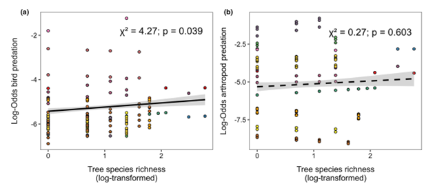 📢 New #TreeDivNet paper: Tree diversity enhances predation by birds but not by arthropods across climate gradients 🐛🐦🐜🌲🌳🌡️🌧️ Excited to see this work started by @Eva_WM published in @Ecology_Letters! Huge thanks to @CarlaVzquezGon1 & @BCastagneyrol onlinelibrary.wiley.com/doi/full/10.11…