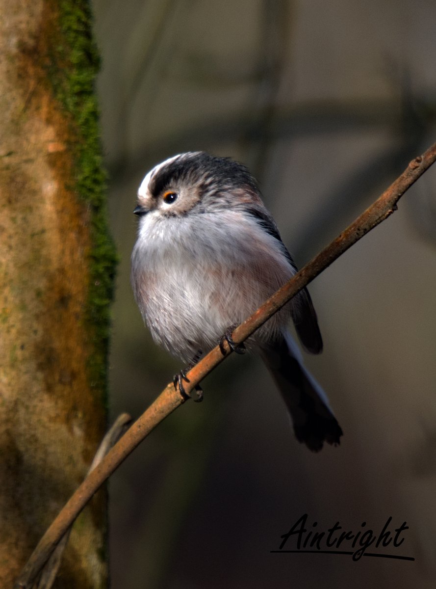Friday favourite. Lulu the Long-tailed Tit. #TwitterNatureCommunity #birdphotography #birds #NaturePhotography #BirdsOfTwitter
@Natures_Voice