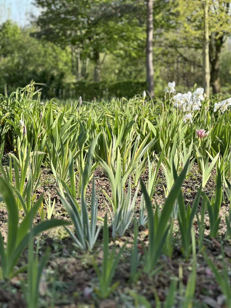 I’ve actually done some weeding in the beds, so this post marks that moment but also acknowledges that it’s unlikely il do anymore until after flowering season! Too busy growing plants to sell to weed the beds so weeding is done with deadheading as a rule. #plantnurserylife