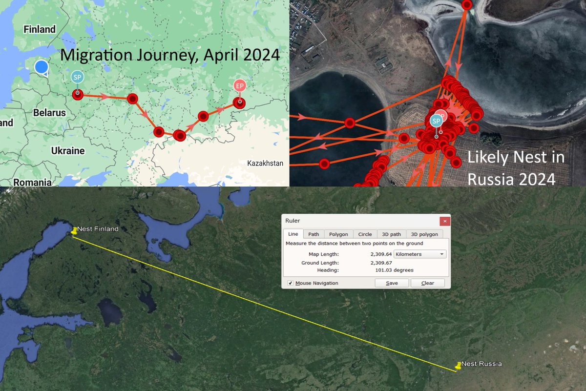 Well, not only this (previously) Finnish breeding Lapwing continued to move east, crossing the Ural mountains, it started breeding in what seems a very similar arable land habitat in Russia. Breeding dispersal of 2300Km! 😮A possible record contender for the species? 👀 #scicomm