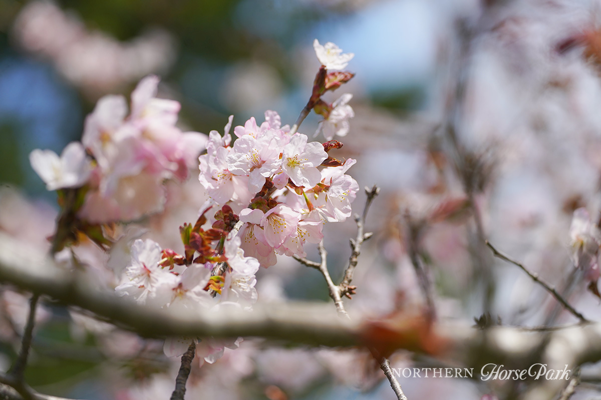 ソメイヨシノよりも濃いピンク色が特徴の「エゾヤマザクラ」が見ごろを迎えています。ボタニカルガーデンやライディングエリア付近、観光馬車からもご覧いただけます。GWにパークにお越しの際はぜひお花見もお楽しみくださいね！