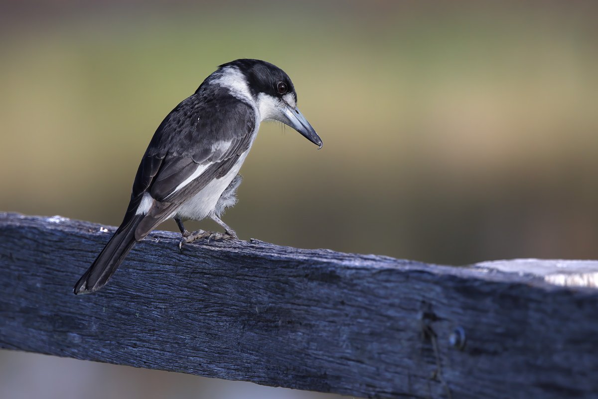 Grey Butcherbird at Panboola wetlands this morning (perched on the weathered railing of the old Pambula racecourse). #birds #WildOz