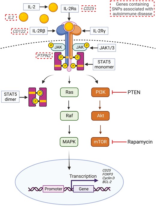 #IL2 based approaches to #Treg enhancement This review revisits the rationale behind using low-dose IL-2 as a therapy to treat #autoimmune diseases & evaluates outcomes of #ClinicalTrials to date Read here 👉bit.ly/3qiXMBA